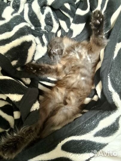 Котёнок