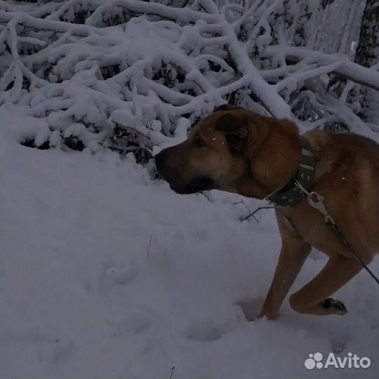 Собаки бесплатно в добрые руки