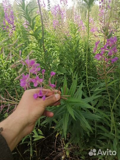 Иван чай листовой, доставка, цена за кг