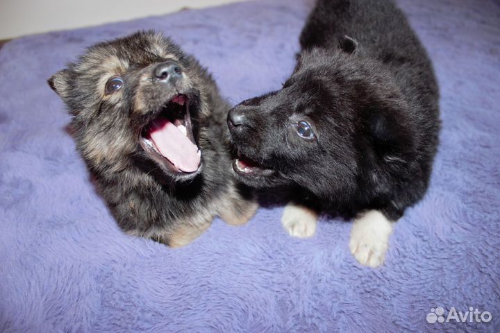 Щенки в добрые руки