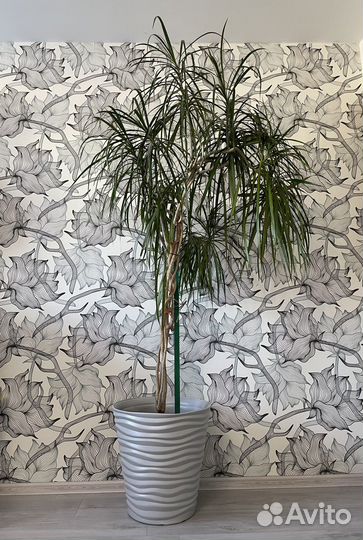 Пальма драцена