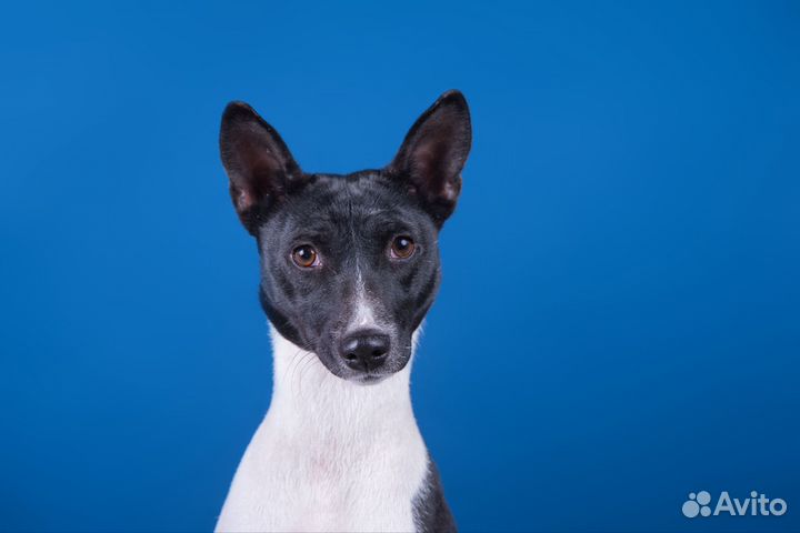 Вязка басенджи