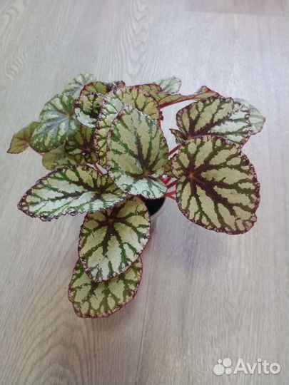 Бегония декоративно лиственная
