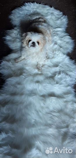 Щенки пекинеса