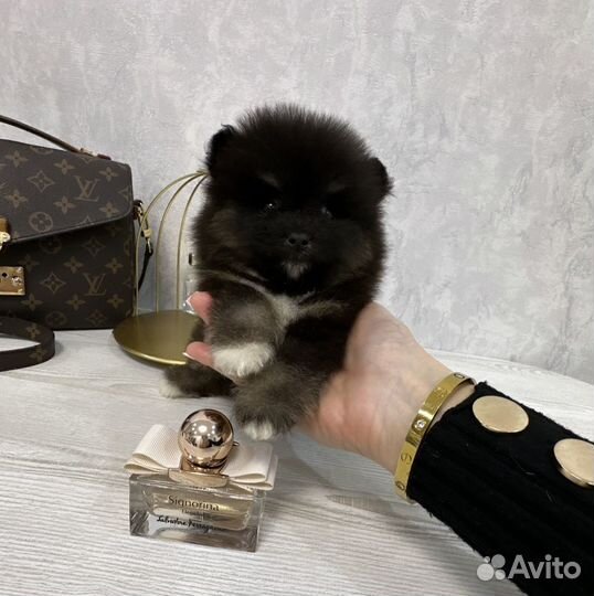 Померанский шпиц тип мишка микро