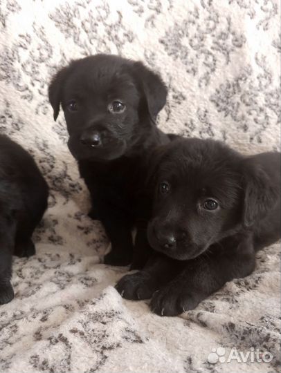 Щенки лабрадора