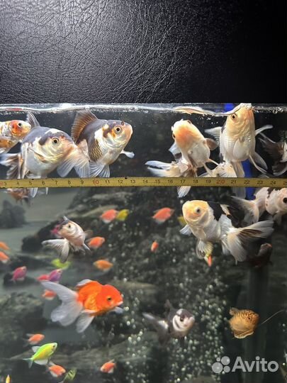 Оранда панда, тернеции, сапфировые попугаи