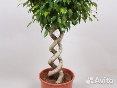 Фикус бенджамина Даниэль ростки