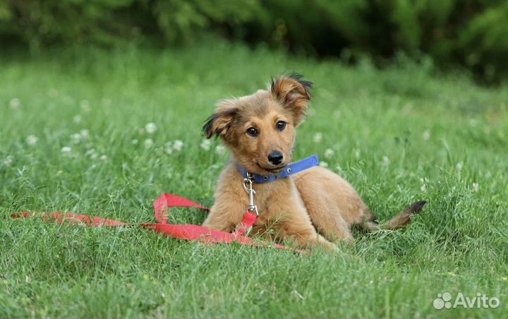 Щенок в добрые руки