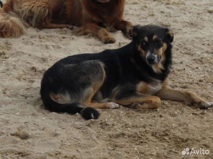 Элька ищет дом