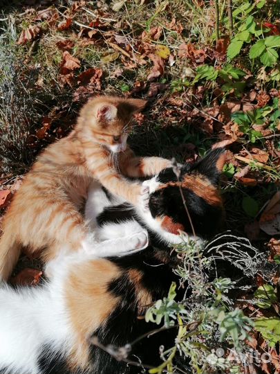Рыжий котенок