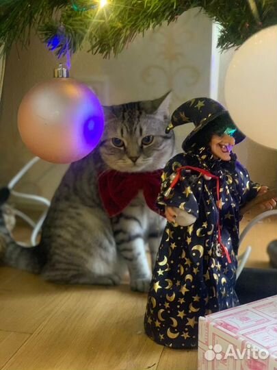 Кошка в аренду