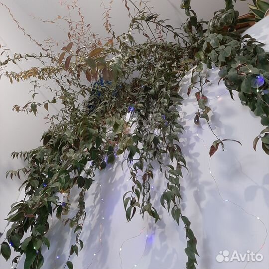 Комнатные цветы