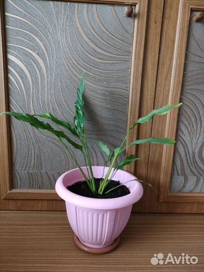 Спатифиллум