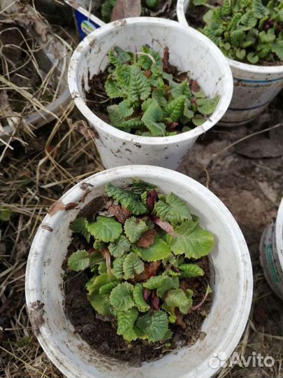 Маргаритка, медуница, примулы