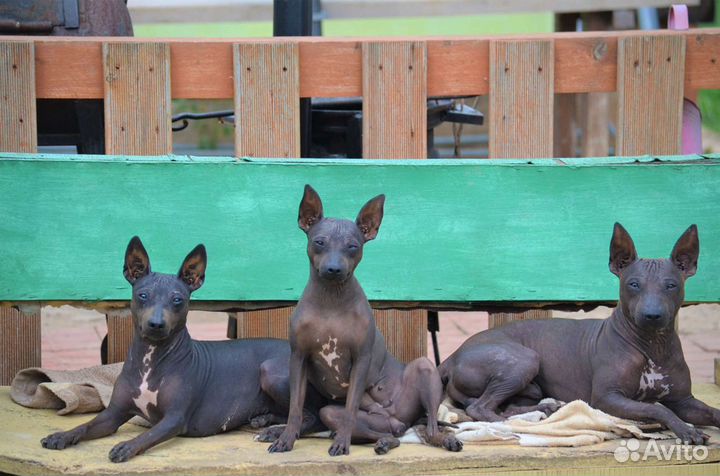 Американочки- щенки американского голого терьера