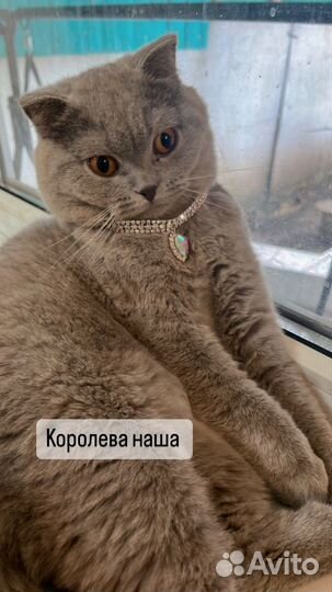 Британская