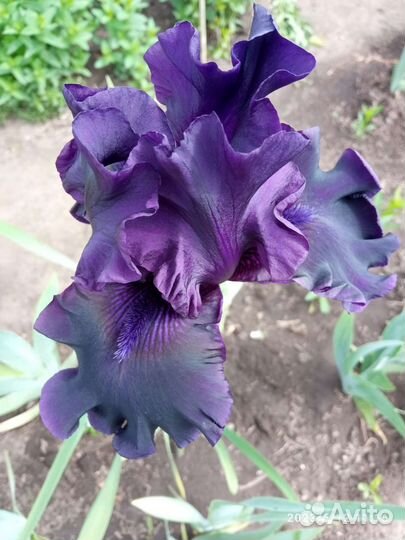 Ирисы бородатые сортовые