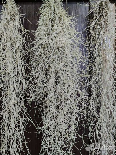 Тилландсия уснеевидная