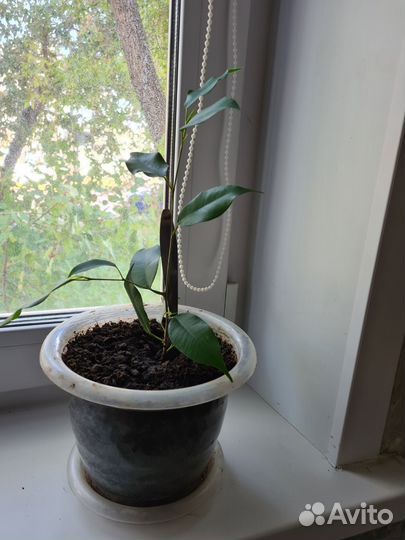 Фикус бенджамина 3