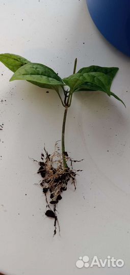 Клеродендрум госпожа томпсон