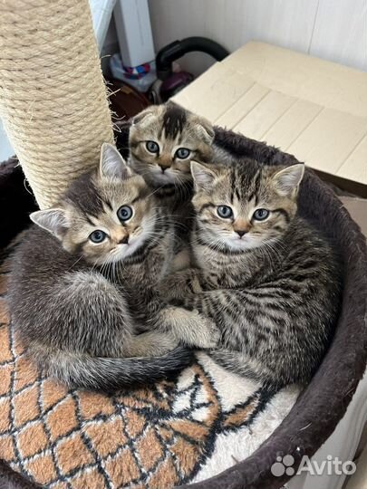 Шотландские вислоухие котята