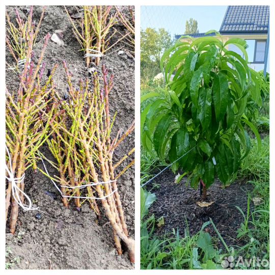 Саженец колоновидного персика в зкс с доставкой