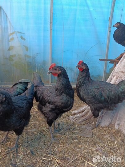 Петухи 5 мес