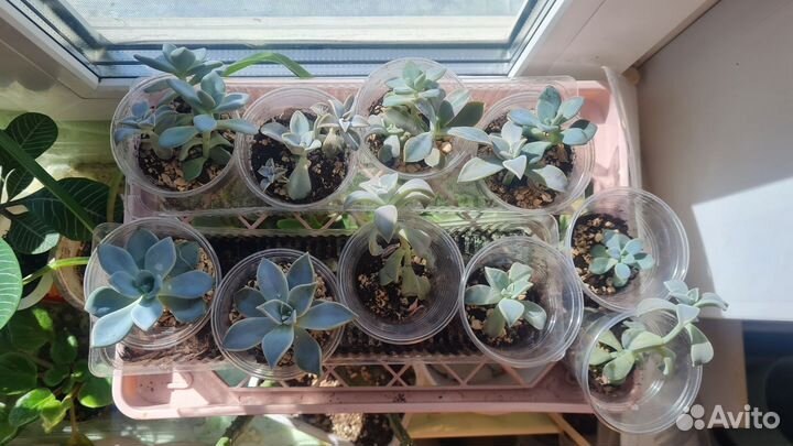 Комнатные цветы