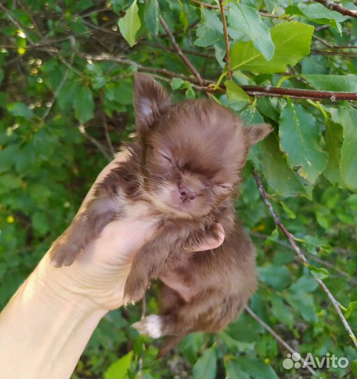 Чихуахуа мини девочка