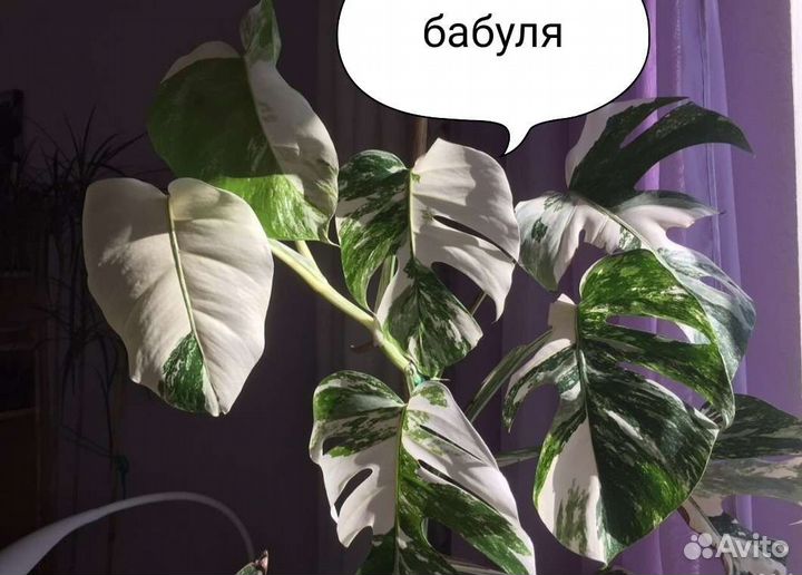 Монстера вариегатная alba