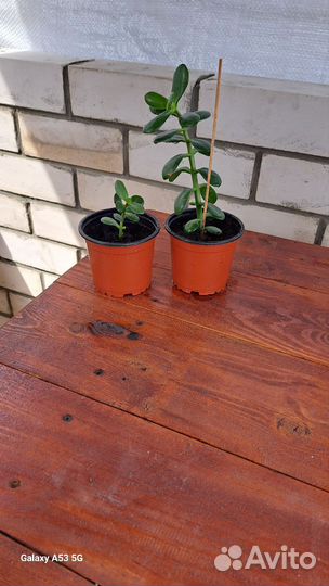 Спатифиллюм, Толстянка