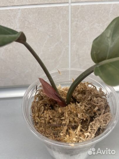 Филодендрон карамель марбл вар