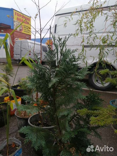 Гортензия, пальма банановая