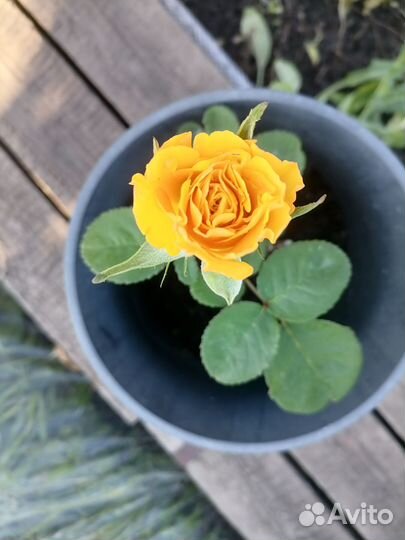 Кустовые розы