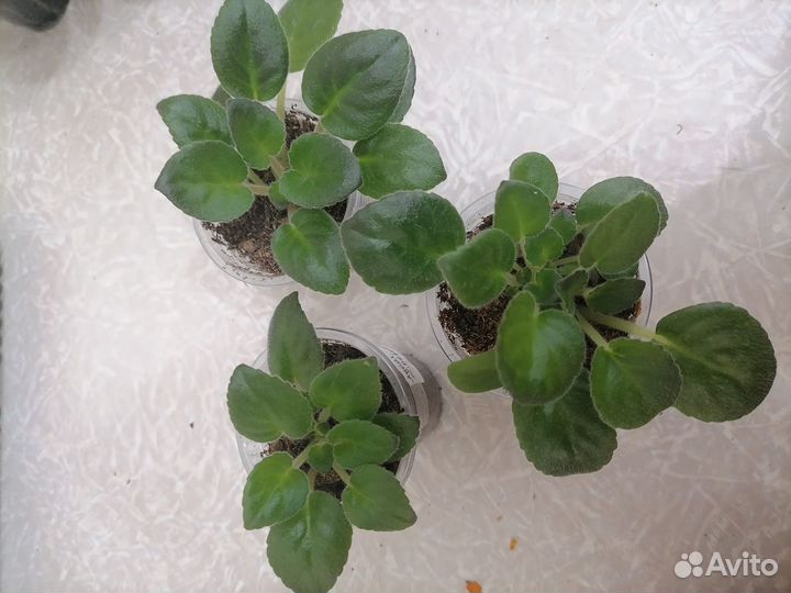 Мини фиалка Адам