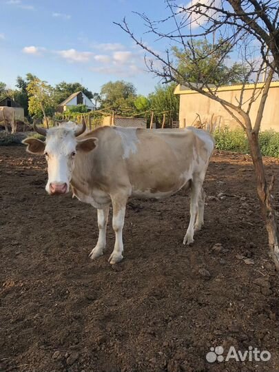 Корова телята