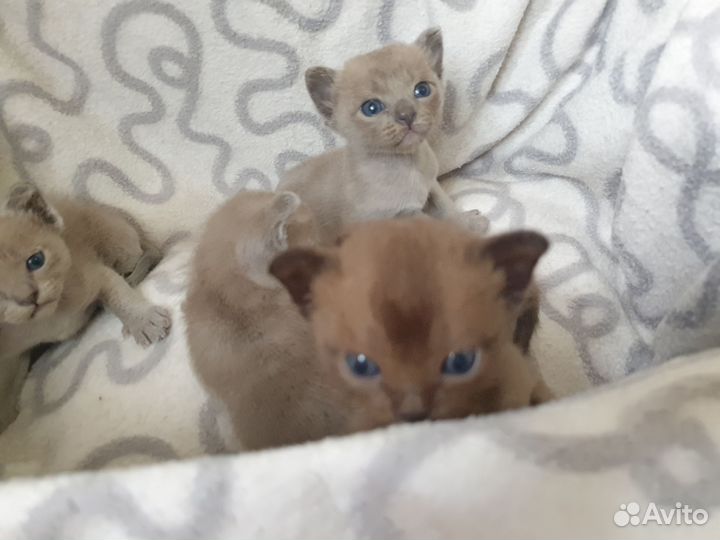 Бурманские котята