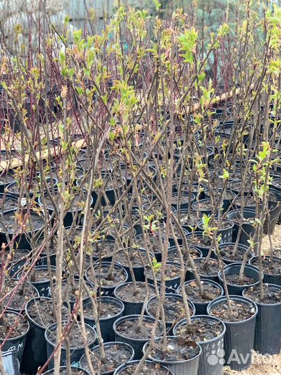 Смородина черная из питомника растений