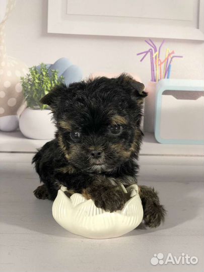 Крошечная йорочка