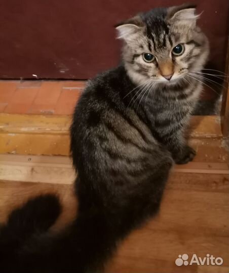 Котик красавец 6 мес