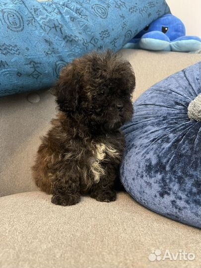 Щенки мальтипу f1