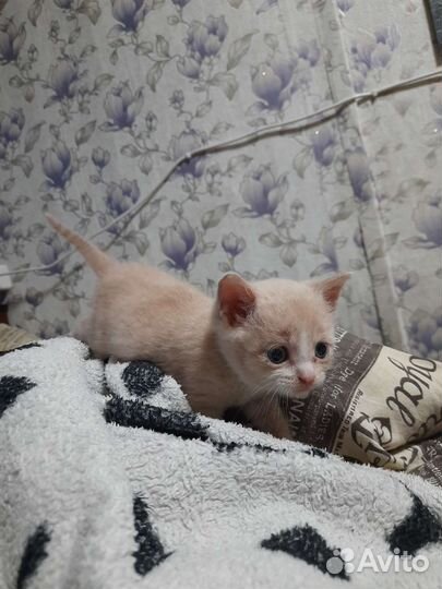 Кошка в дар