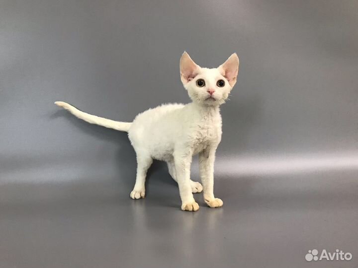 Девон рекс Белоснежная Овечка