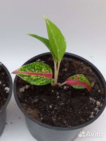 Аглаонема найт спаркл