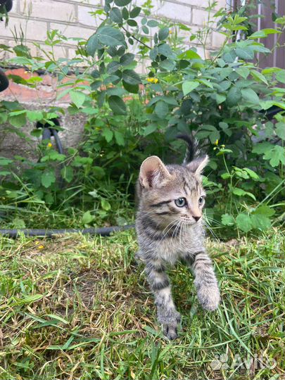 Кошка в дар бесплатно