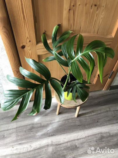 Филодендрон Рафидофора