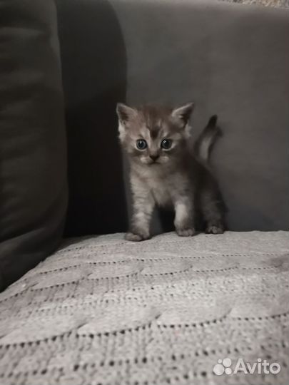 Шотландские