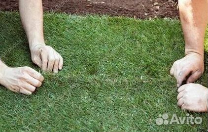 Продажа Рулонного газона