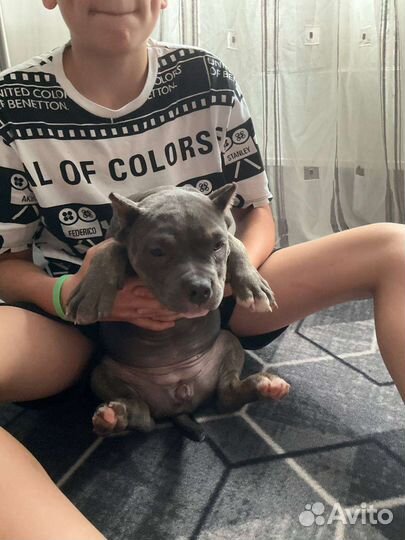 Американский булли девочка стандарт